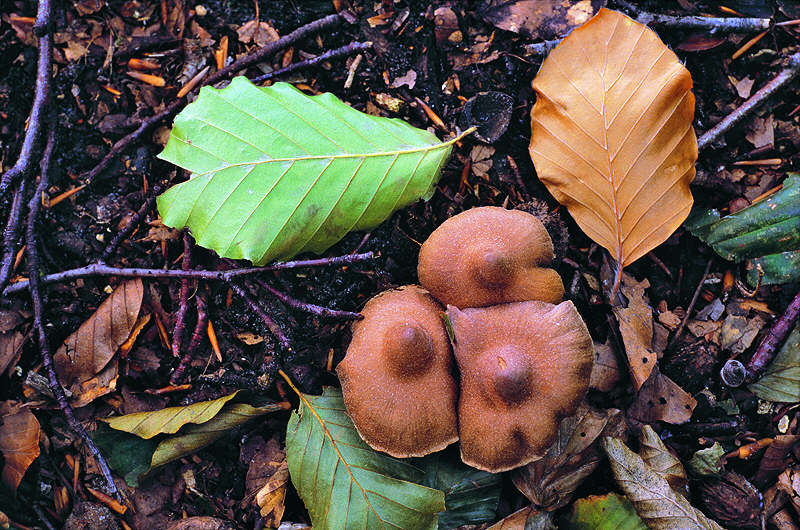 zur Übersicht Pilze II