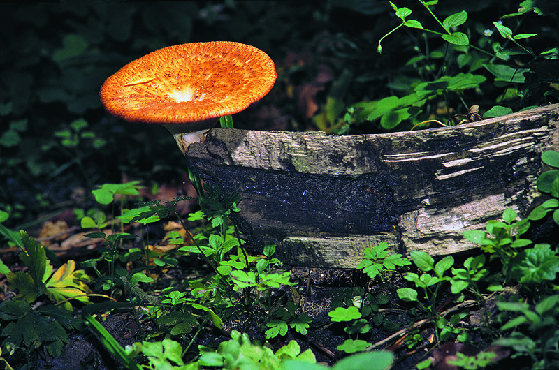 zur Übersicht Pilze II