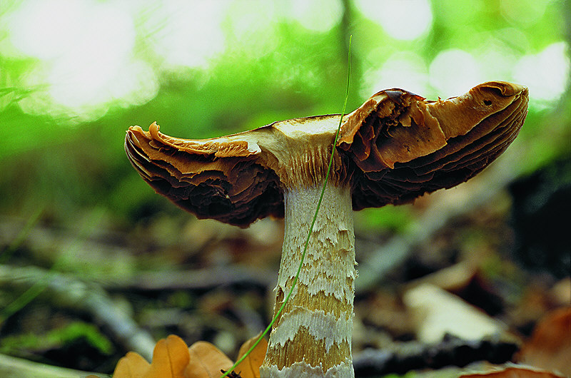 zur Übersicht Pilze II