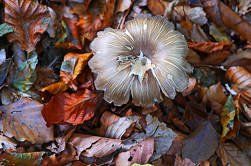 zur Übersicht Pilze II