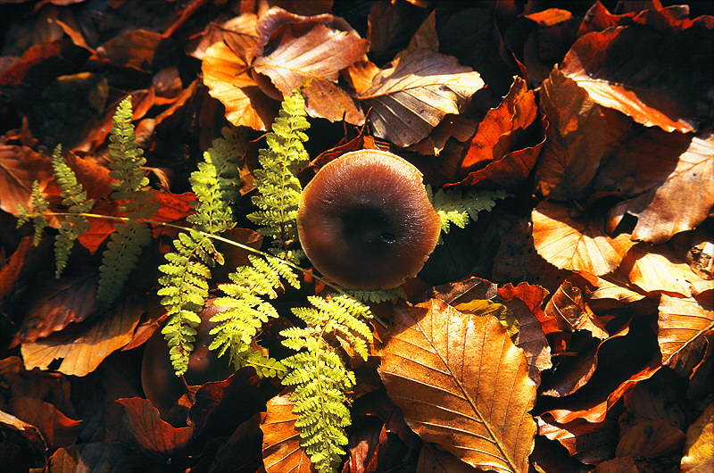 zur Übersicht Pilze II