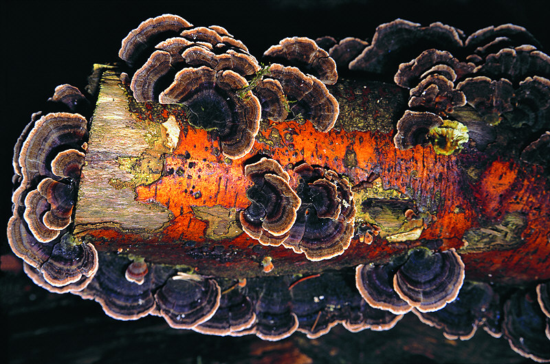 zur Übersicht Pilze 3