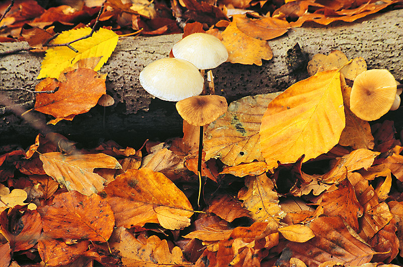 zur Übersicht Pilze 3