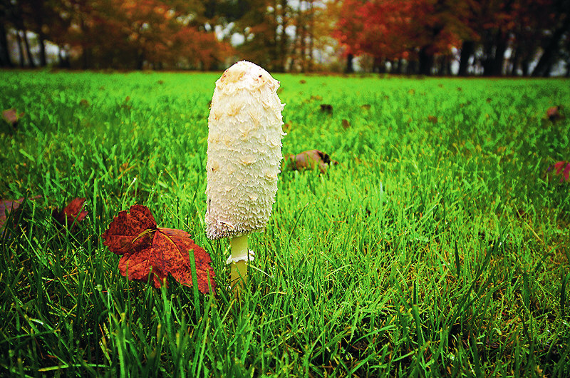 zur Übersicht Pilze 3