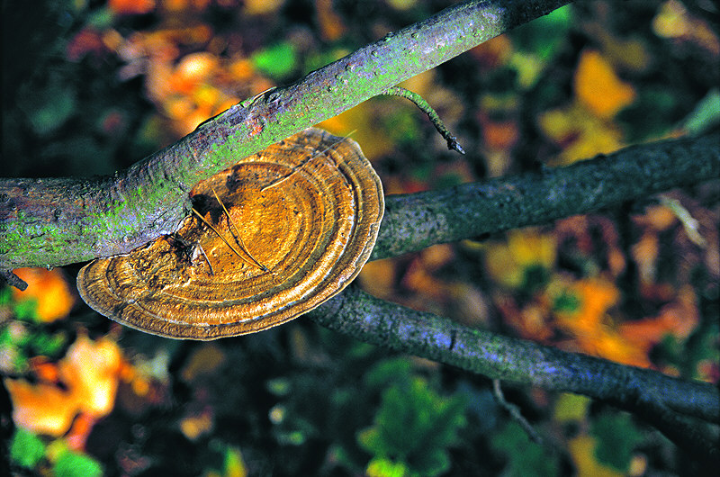 zur Übersicht Pilze 3