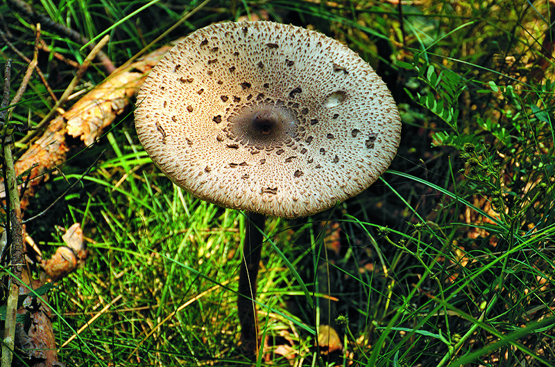 zur Übersicht Pilze 3