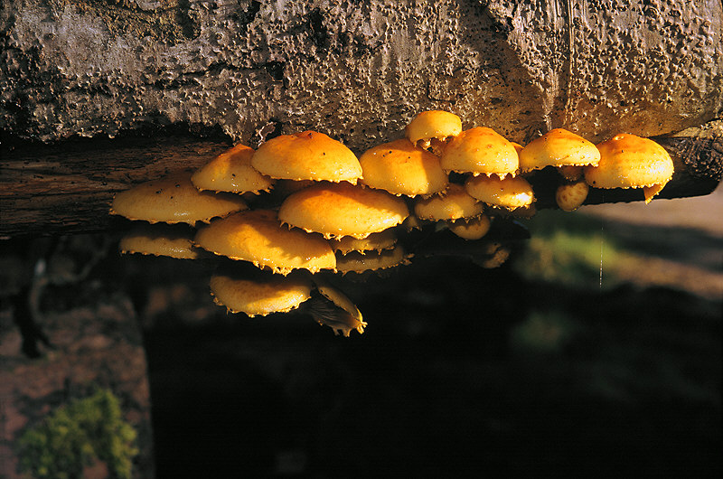 zur Übersicht Pilze 3