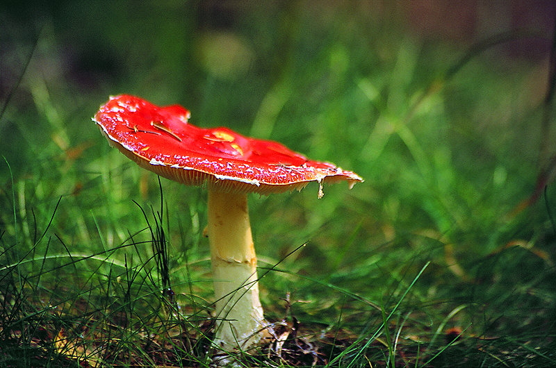 zur Übersicht Pilze 4
