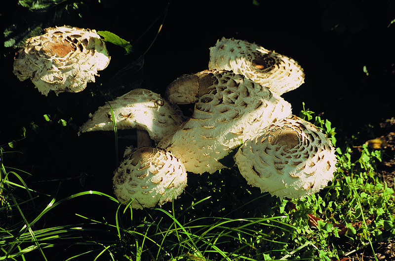 zur Übersicht Pilze 4