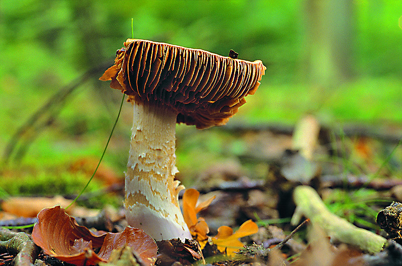 zur Übersicht Pilze 4