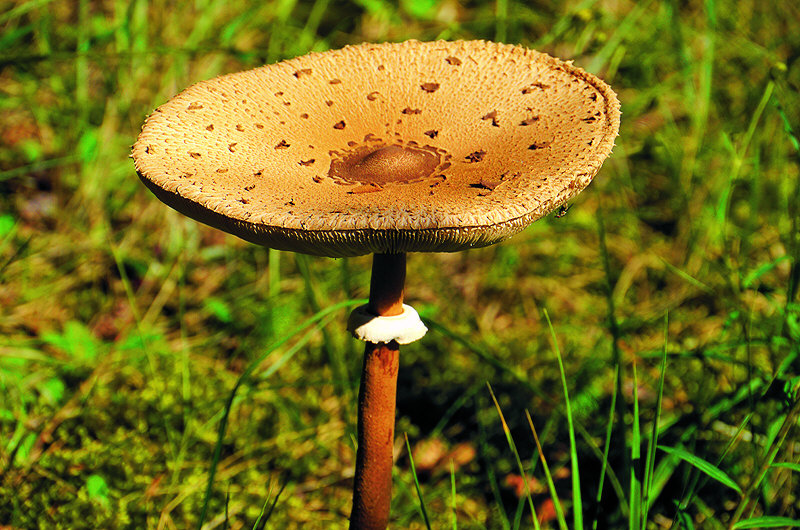 zur Übersicht Pilze 4