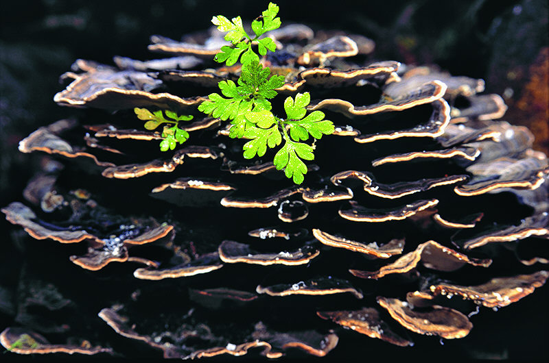 zur Übersicht Pilze 4