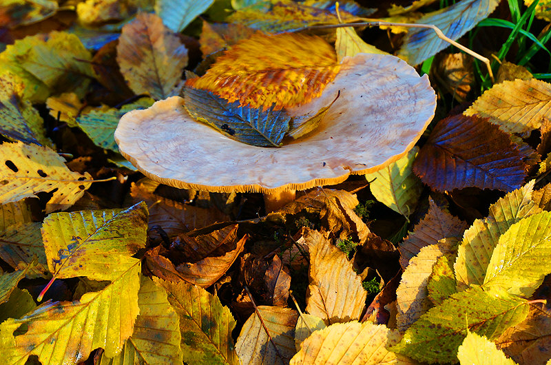 zur Übersicht Pilze 4