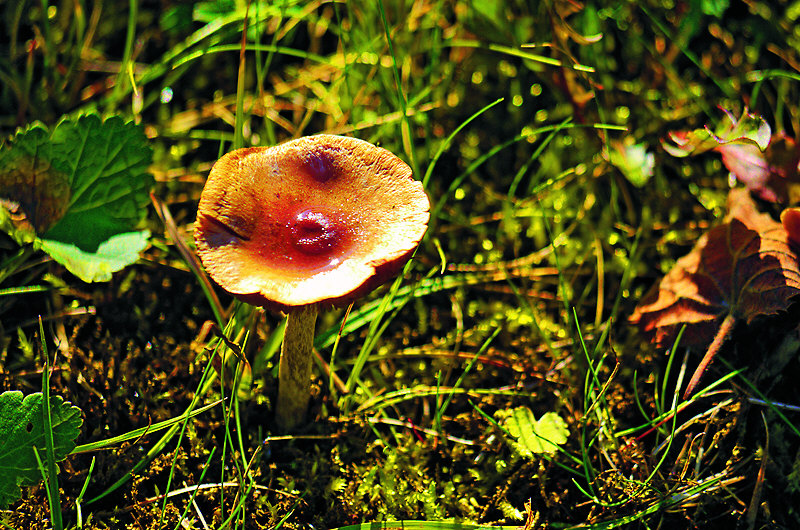 zur Übersicht Pilze 4
