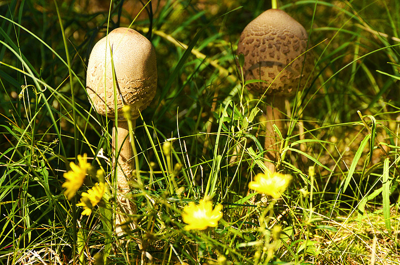 zur Übersicht Pilze 4
