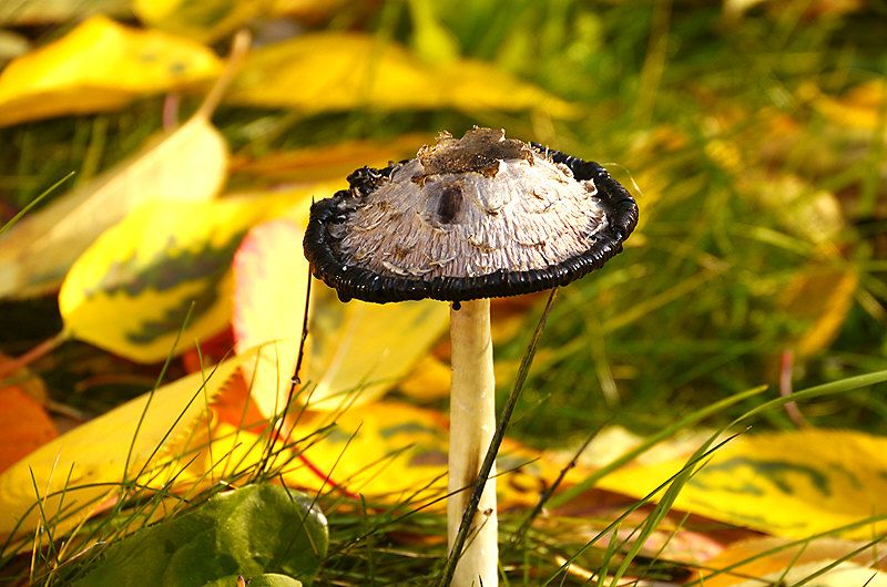 zur Übersicht Pilze 4