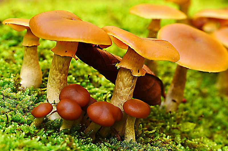 zur Übersicht Pilze 5