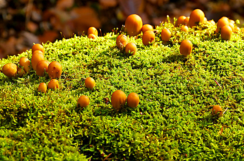 zur Übersicht Pilze 5
