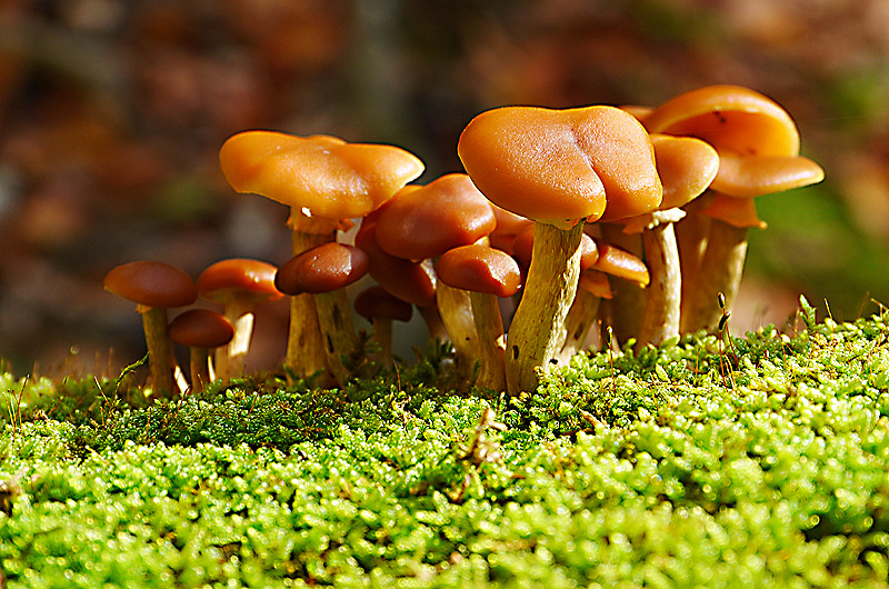 zur Übersicht Pilze 5