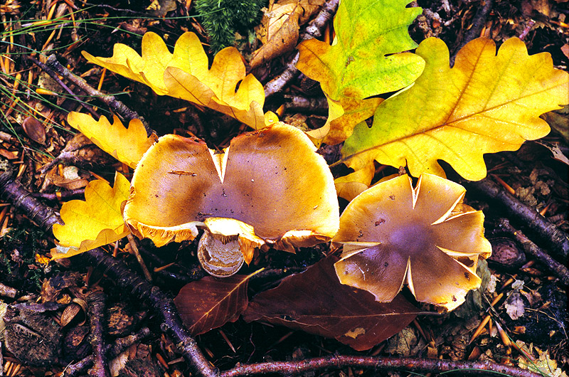 zur Übersicht Pilze 5