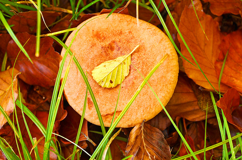 zur Übersicht Pilze 5