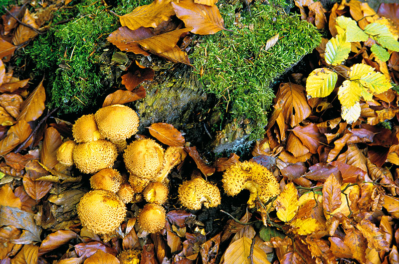 zur Übersicht Pilze 5