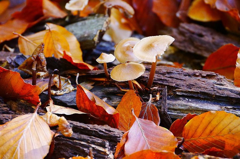zur Übersicht Pilze 5