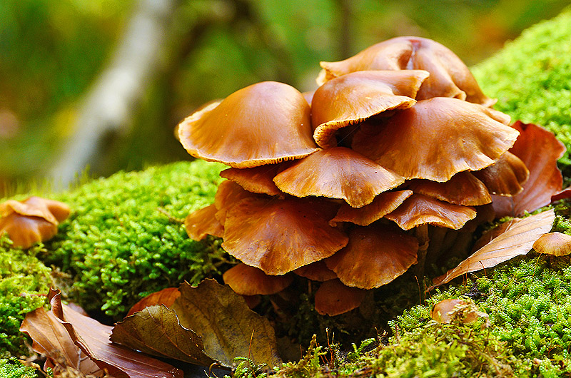 zur Übersicht Pilze 5
