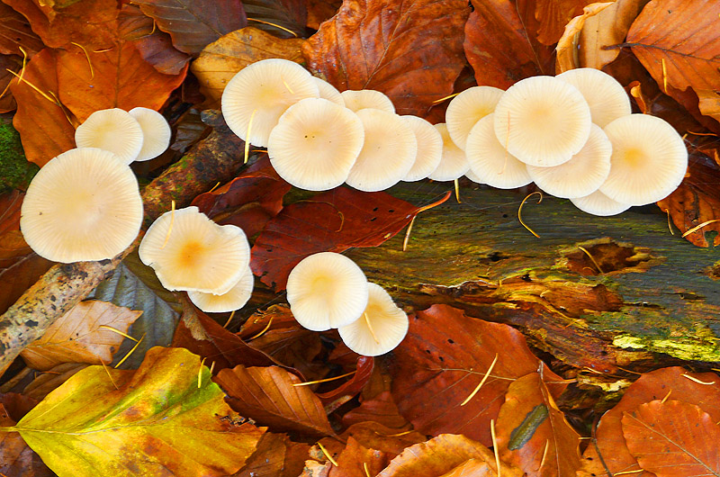 zur Übersicht Pilze 5