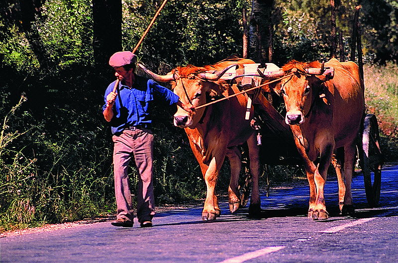 zur Übersicht Portugal