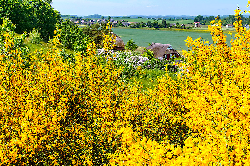 zur Übersicht Rügen 4