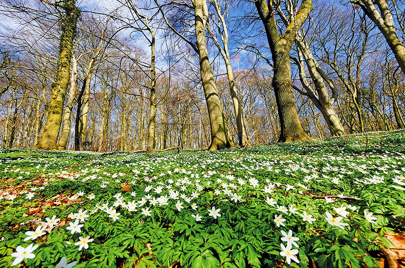 zur Übersicht Rügen 4