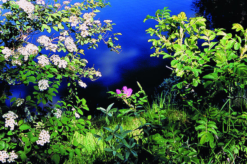 zur Übersicht Sommer