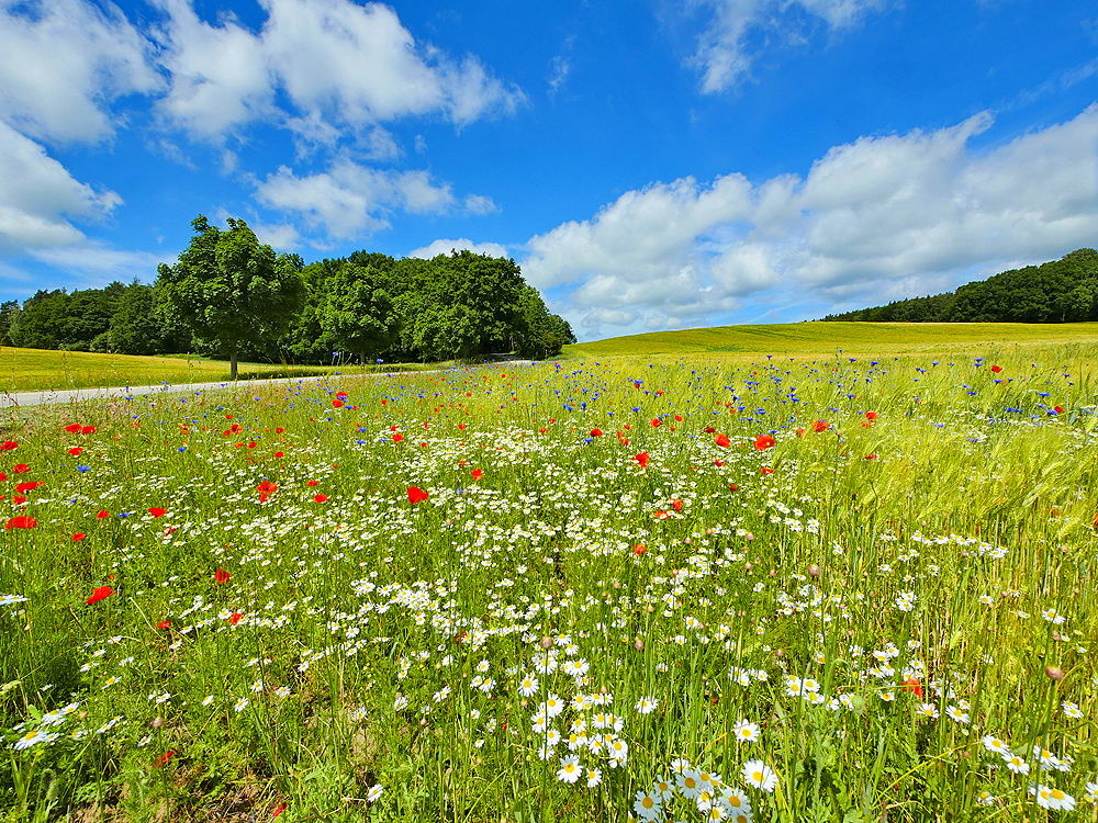 zur Übersicht Sommer 3