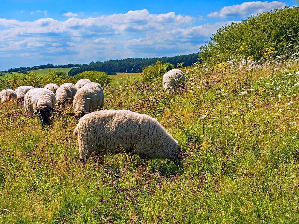 zur Übersicht Sommer 3