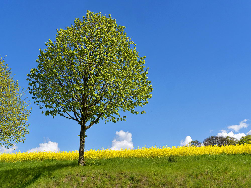 zur &Uuml;bersicht Sommer 4