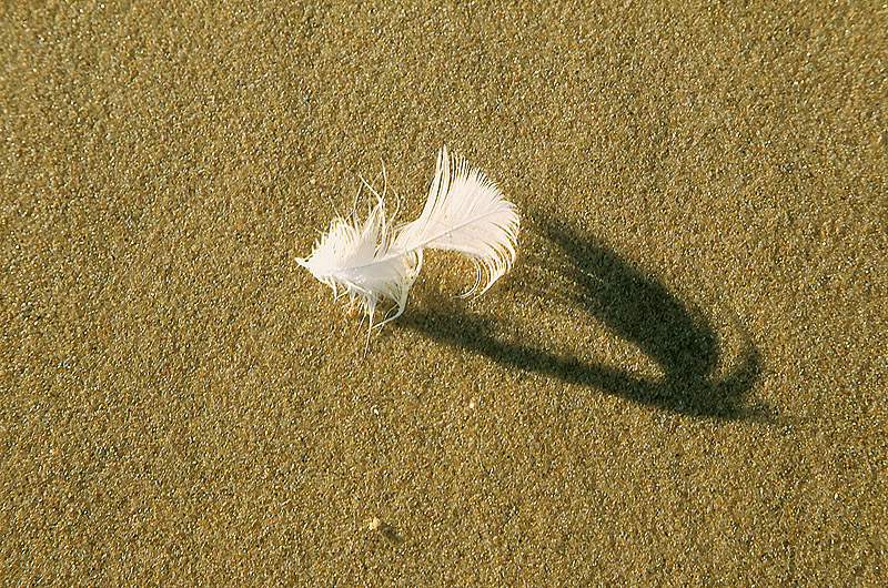 zur Übersicht Strandgut 