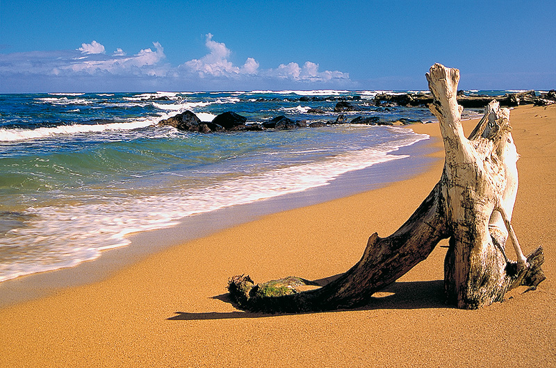 zur Übersicht Strandgut 