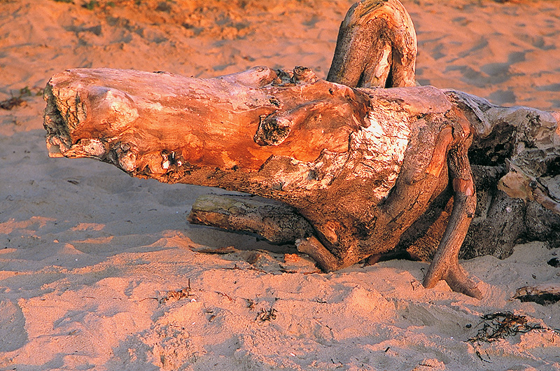 zur Übersicht Strandgut 