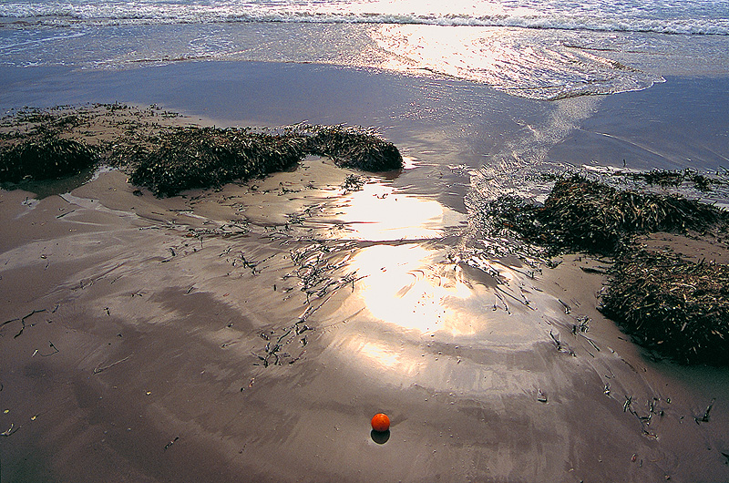 zur Übersicht Strandgut 