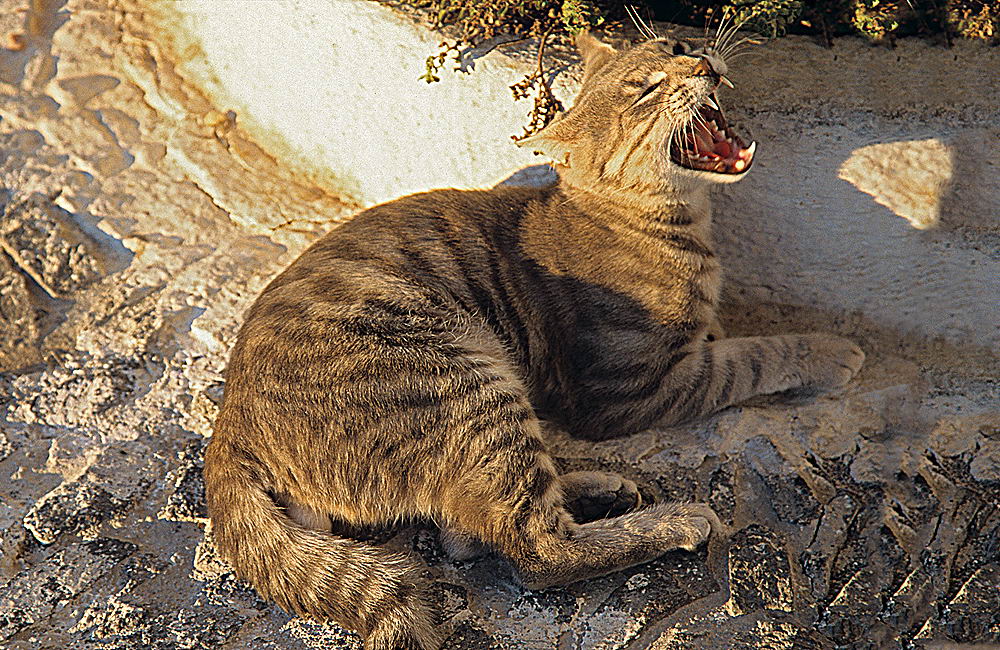 zur &Uuml;bersicht Katzen 2