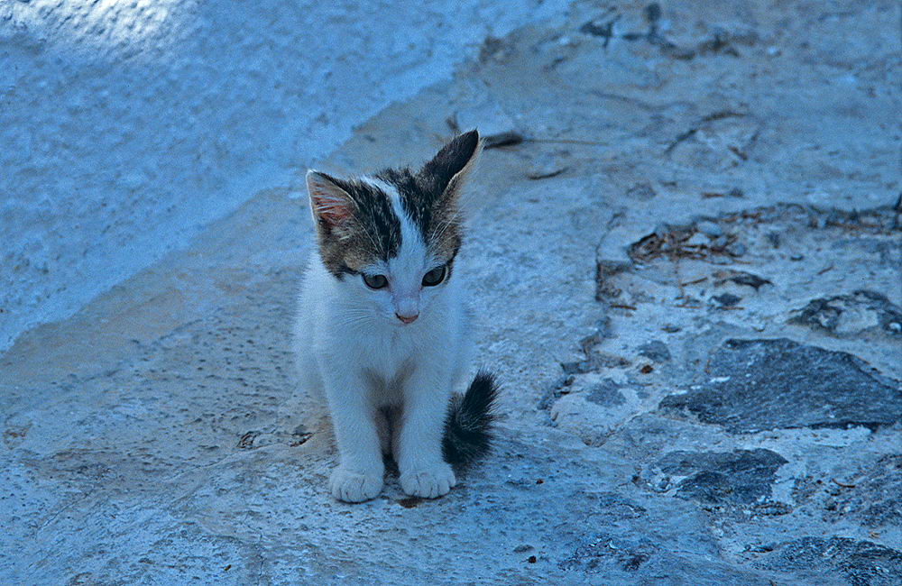 zur &Uuml;bersicht Katzen 2
