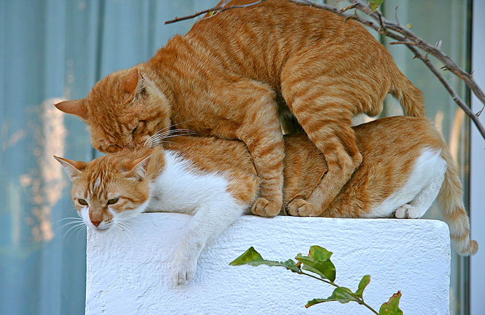 zur &Uuml;bersicht Katzen 2