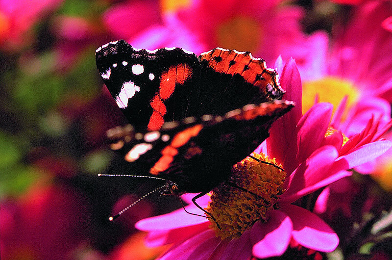 zur Übersicht Schmetterlinge I