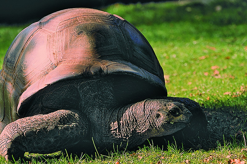 zur Übersicht Tiere I