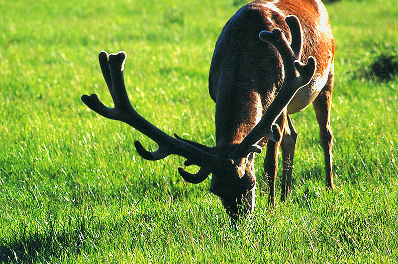 zur Übersicht Tiere I