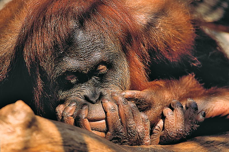 zur Übersicht Tiere II