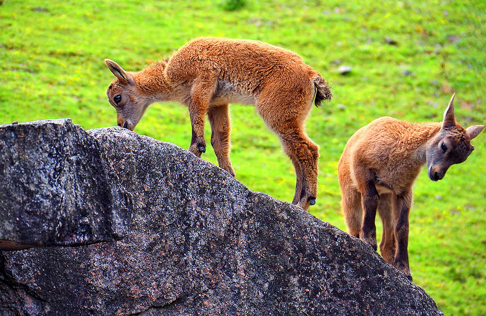 zur &Uuml;bersicht Tiere 3