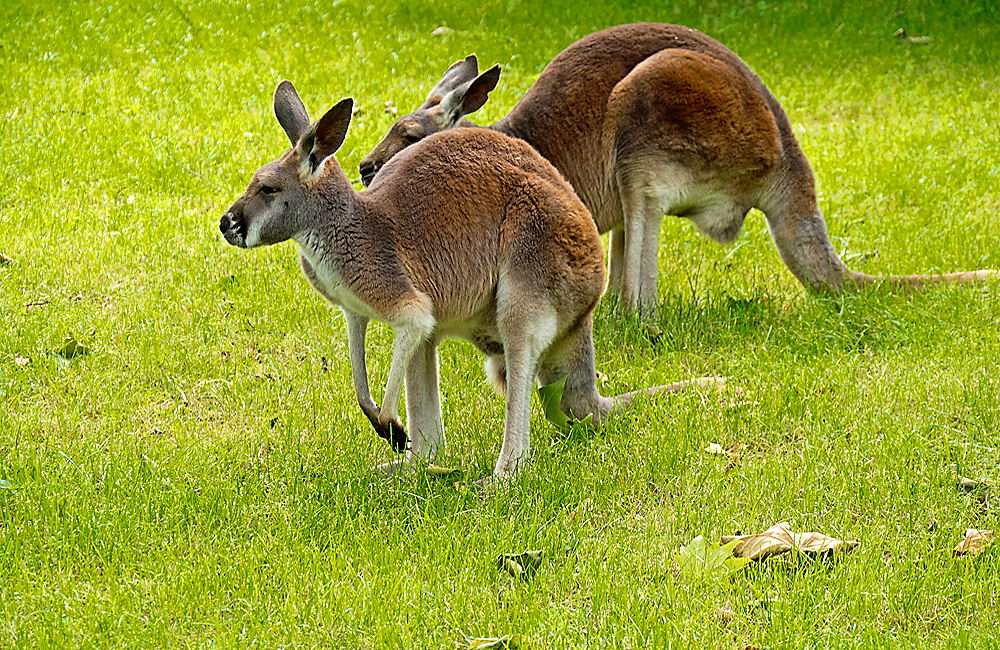 zur &Uuml;bersicht Tiere 3