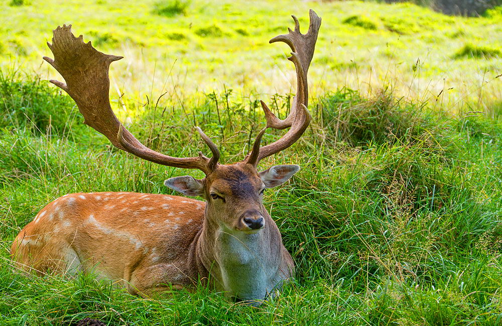 zur &Uuml;bersicht Tiere 3